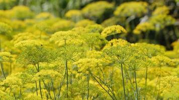 Yellow Dill Flower in the Wind in Nature video
