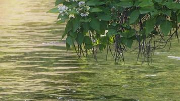 het rivierwater en de plant video