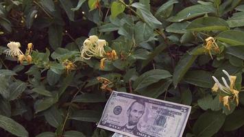 papeles de dinero en un árbol en la naturaleza video