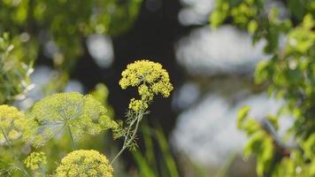 fiore di aneto giallo nel vento in natura video