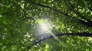 la lumière du soleil et les feuilles des arbres verts video