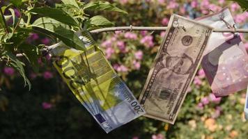 papeles de dinero en un árbol en la naturaleza