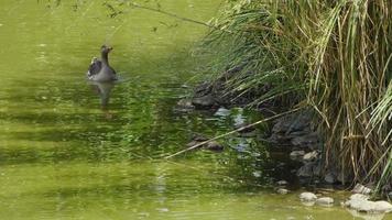 dier vogel eend in groen meer video