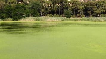 algues vertes sur l'eau du lac video