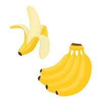 Yellow cartoon ripe bunch of four bananas with shadows and peeled banana. Sweet exotic food in a cut for healthy food on isolated background. vector