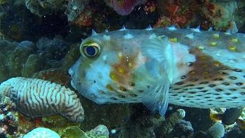 Unterwasser-Nahaufnahme eines großen Kugelfisches in einem Korallenriff. video