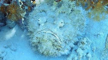 een grote vis camoufleert zich bijna perfect op de tropische zeebodem. video