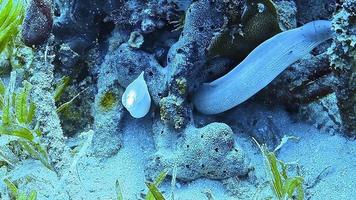 duas enguias brilhantes em um recife de coral observadas durante o mergulho. video