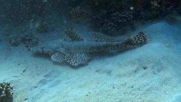 A large fish camouflages itself almost perfectly on the tropical seabed. video
