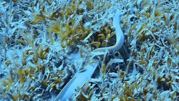 una singola anguilla brillante in una barriera corallina osservata durante le immersioni video