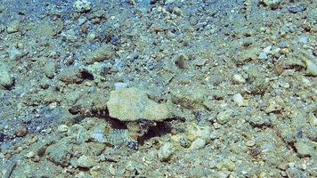 A strange looking tropical fish swimming right above the seabead. video