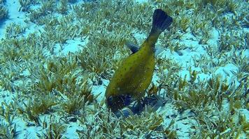 imágenes submarinas de un pez globo en un arrecife de coral. video