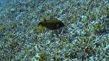 um boxfish filmado durante o mergulho em águas tropicais. video