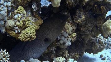 Underwater shot of a moray eel peeking out of a coral reef .