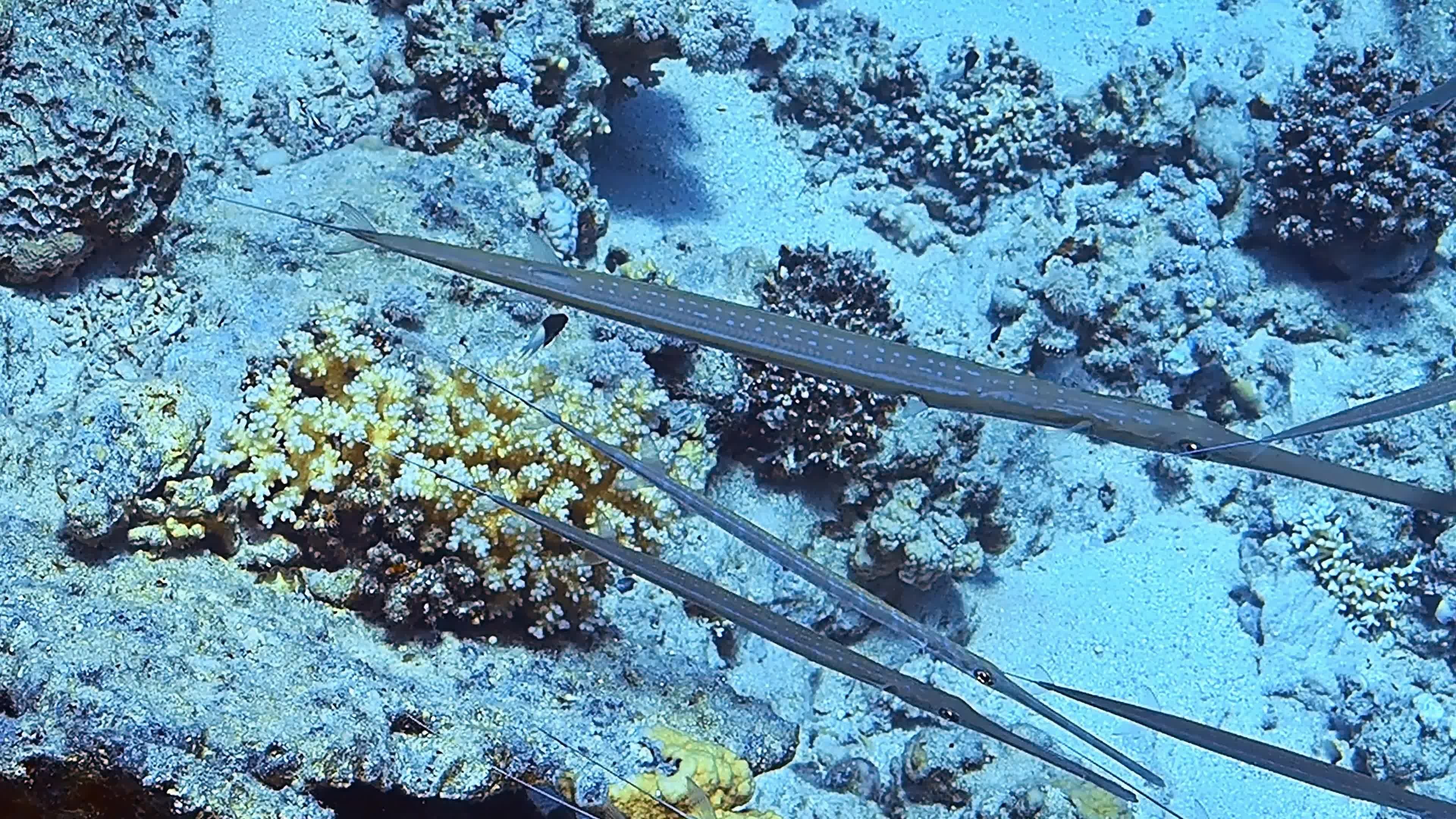 A school of flute fish in closeup in front of a reef deep in the ocean