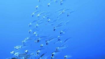 um cardume de peixes tropicais observados mergulhando em frente ao oceano azul profundo.