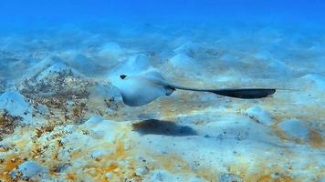 un raggio a coda di freccia sul fondo del mare scivola lentamente attraverso l'acqua. video