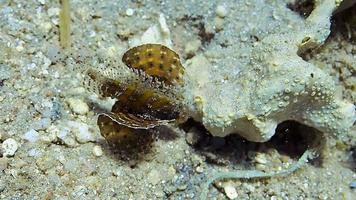 ripresa subacquea di un pesce leone che si tuffa su una barriera corallina colorata. video