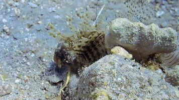 Underwater shot of a lionfish diving on a colourful reef. video