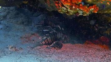 Underwater shot of a lionfish diving on a colourful reef. video