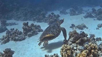 een zeeschildpad glijdt elegant door tropische wateren. video