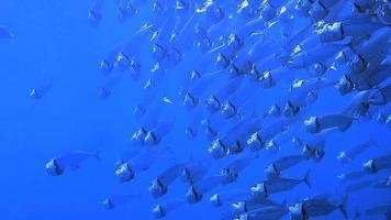 un banco di pesci tropicali ha osservato immergersi di fronte al profondo oceano blu. video