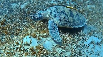 een zeeschildpad glijdt elegant door tropische wateren. video