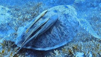 une tortue de mer glisse élégamment dans les eaux tropicales. video