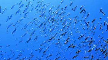 um cardume de peixes tropicais observados mergulhando em frente ao oceano azul profundo.