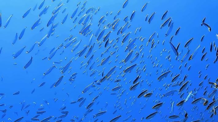 School Of Fish Stock Video Footage for Free Download