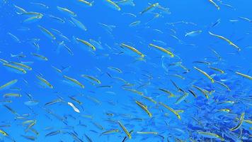 ein Schwarm tropischer Fische beobachtete das Tauchen vor dem tiefblauen Ozean. video