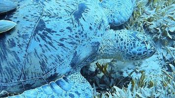 une tortue de mer glisse élégamment dans les eaux tropicales. video