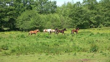 vackert panorama av springande hästar på en grön äng på sommaren.