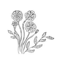 flower botanical drawing of marigold vector