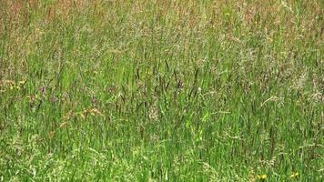 View of tall grass of a wild meadow with flowers in springtime. video