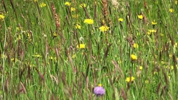 View of tall grass of a wild meadow with flowers in springtime. video