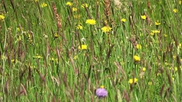 utsikt över högt gräs av en vild äng med blommor på våren. video