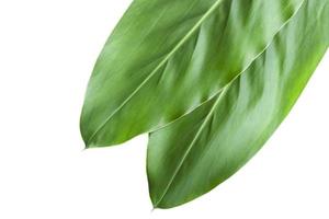 Fresh green galangal leaves isolated on white background. photo