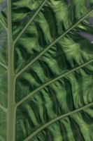 green leaf texture tropical nature leaf pattern Abstract background wallpaper. photo