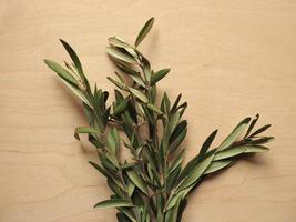 Palm Sunday olive branch photo