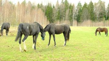 hästar betar på en grön äng, hästar betar en solig dag på ranchen. video