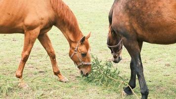 een bruin paard, eet een tak met groene naalden, grazend in een weiland in het bos. paarden kauwen op een grote tak van de kerstboom. video