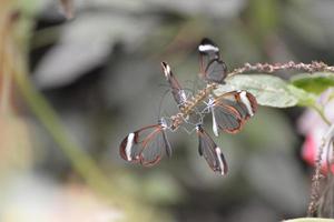 Glasswinged Butterflies clustered together photo