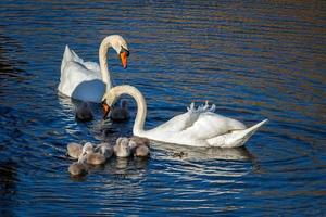 Mute Swans with Cygnets photo