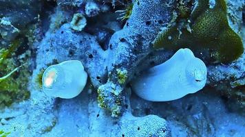 zwei helle Aale in einem Korallenriff beim Tauchen beobachtet. video