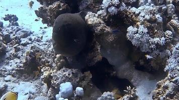 Underwater shot of a moray eel peeking out of a coral reef . video