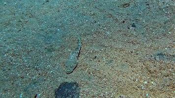 um grande peixe se camufla quase perfeitamente no fundo do mar tropical. video