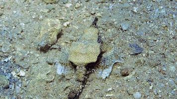 A strange looking tropical fish swimming right above the seabead. video