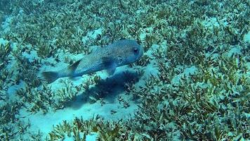 um boxfish filmado durante o mergulho em águas tropicais. video