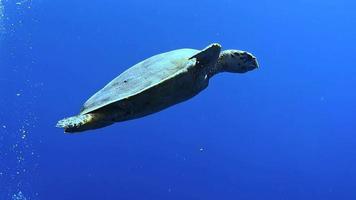 uma tartaruga marinha desliza elegantemente pelas águas tropicais. video